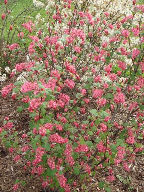 Ribes sanguineum 'Pursh' (2)